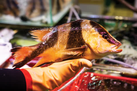 Providing fresh fish in fresh markets is part of Hong Kong market culture. Providing fresh fish in fresh markets is part of Hong Kong market culture.